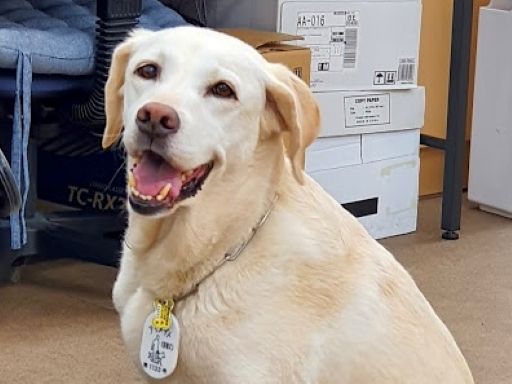 特定非営利活動法人　八王子視覚障害者福祉協会　ガイドヘルプはなみずき