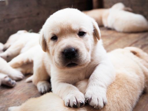 有限会社廣瀬造園