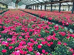 タカハシプランテーション