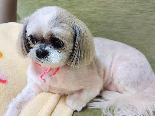 セラピー犬の「こももちゃん」も活躍中！