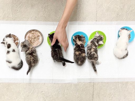 直営ブリーダーで子犬や子猫のお世話が可能