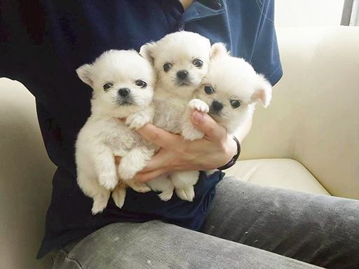 直営ブリーダーで子犬や子猫のお世話が可能