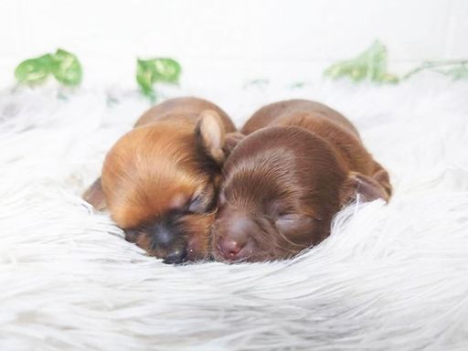 動物好き＊接客が好きな方にはピッタリ♪