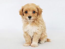 株式会社　愛犬ハウスセキノ