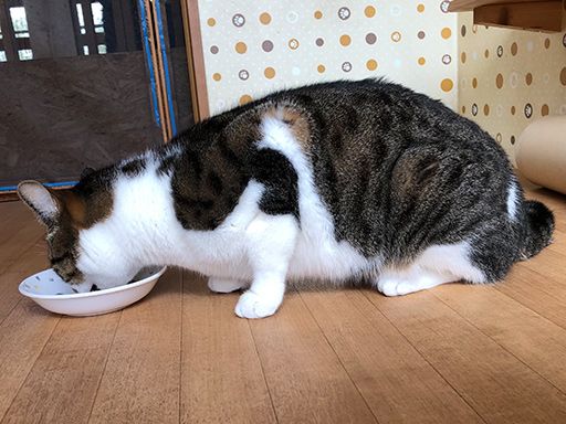 わんにゃんハウス・オレンジ
