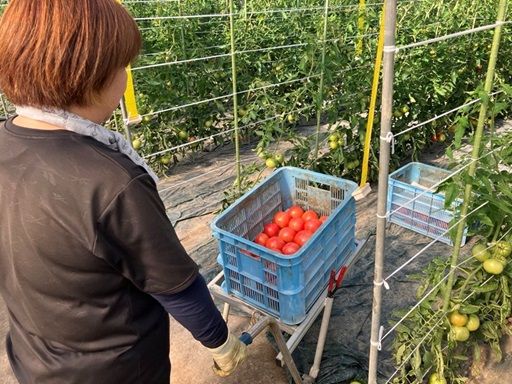 岡田トマト園